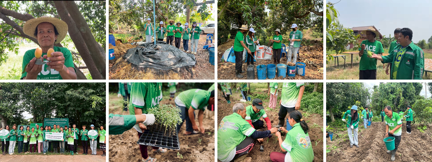 Project: Organic Fertilizer for Soil Improvement from Biomass Ash